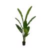 Supergreens Texnito Dentro Pouli tou Paradeisou ''Strelitzia Nicolais'' Prasino 180 ek. 8690-6