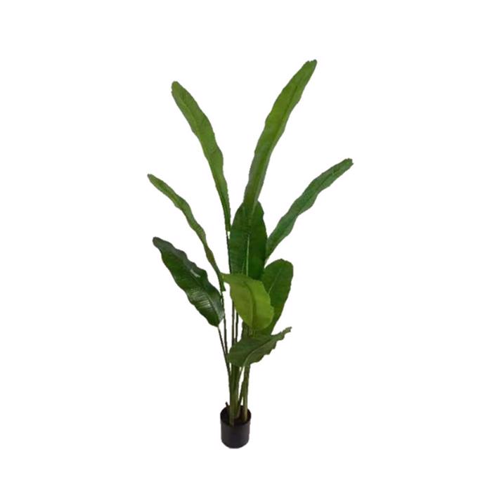 Supergreens Texnito Dentro Pouli tou Paradeisou ''Strelitzia Nicolais'' Prasino 180 ek. 8690-6