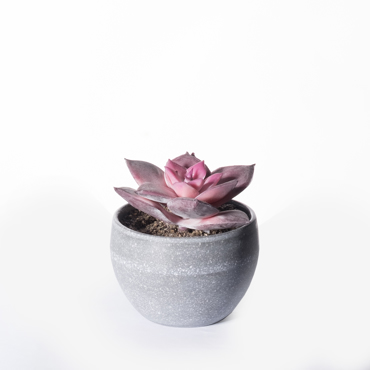 Supergreens Τεχνητό Φυτό Εχεβέρια Rainbow 9cm 9260-6