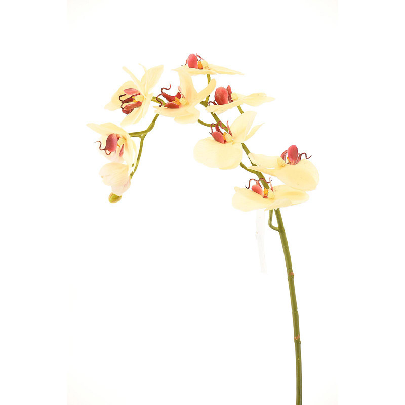 Supergreens Τεχνητό Κλωνάρι Ορχιδέα Μπεζ 75cm 9380-7