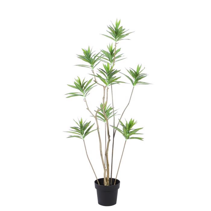 Supergreens Texnito Dentro Drakaina Prasino 140 ek. 9801-6