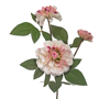 Zaros Xrusanthemo me 3 Anthi Krem/Roz 65cm AX835