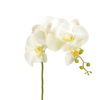 Zaros Τεχνητό Φυτό 'Φαλαινόψις' Λευκό 90εκ BM107