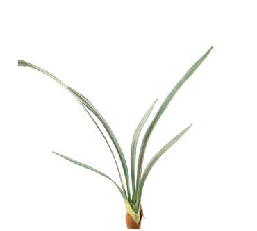 Zaros Τεχνητό Φυτό 'Σιμπίντιουμ' Πράσινο 50εκ BM113