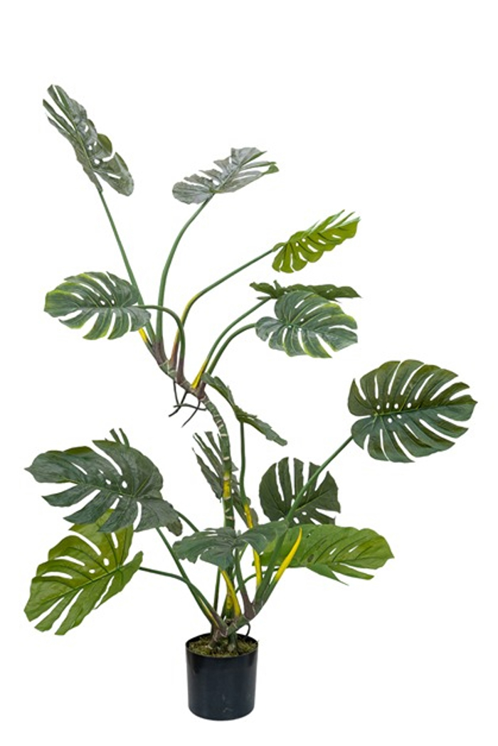 Zen Collection Futo Filodendro (Monstera) se Gastra 155cm 49969