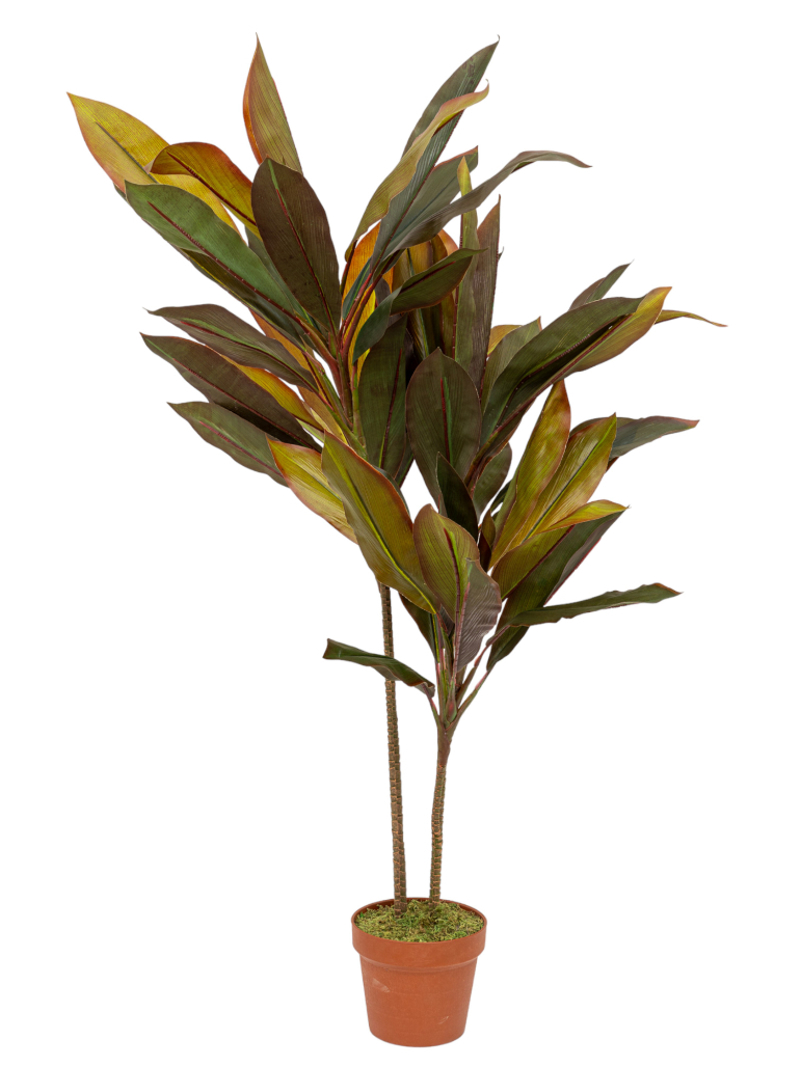 Zen Collection Φυτό Κορδυλίνη σε Γλάστρα 110cm 49973