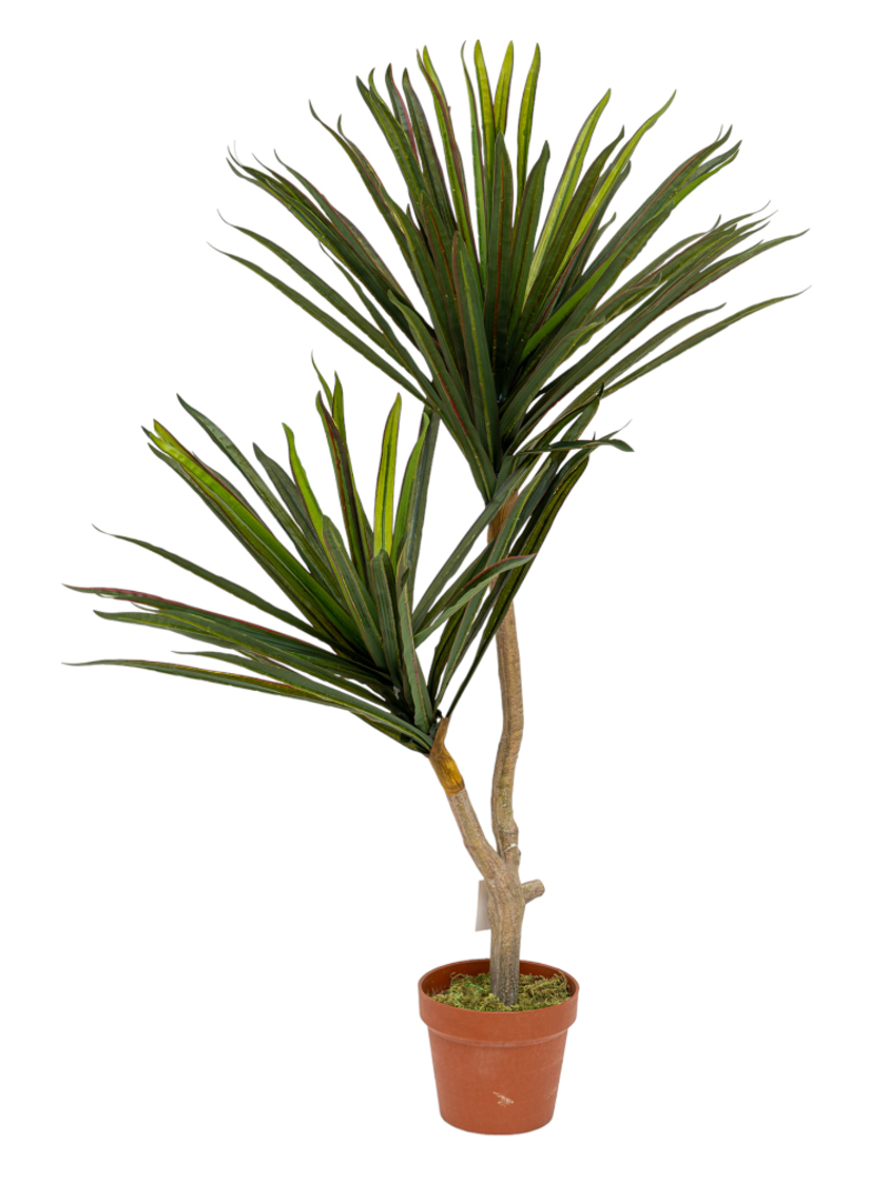 Γλάστρες - Ζαρντινιέρες agiovlasitishome - ΣΗΜΑΝΤΙΚΟ: Σε περίπτωση διαφοράς τιμής από το κατάστημα ισχύει παντα και μόνο η τιμή του καταστήματος Zen Collection Φυτό Γιούκα σε Γλάστρα 110cm 49977